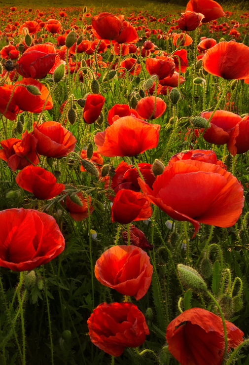 HIGHLAND RED POPPYS