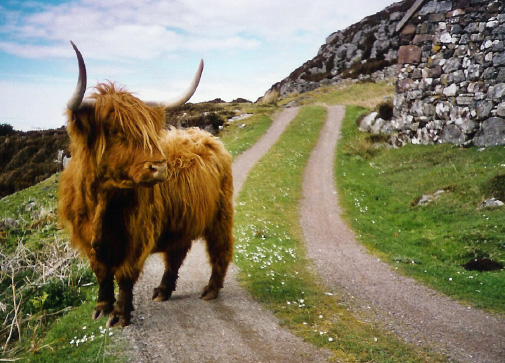 HIGHLAND COW